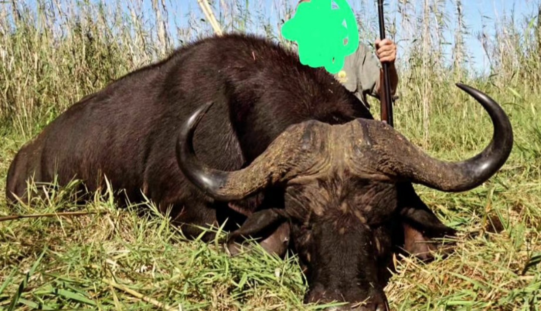 Local flora and fauna detail