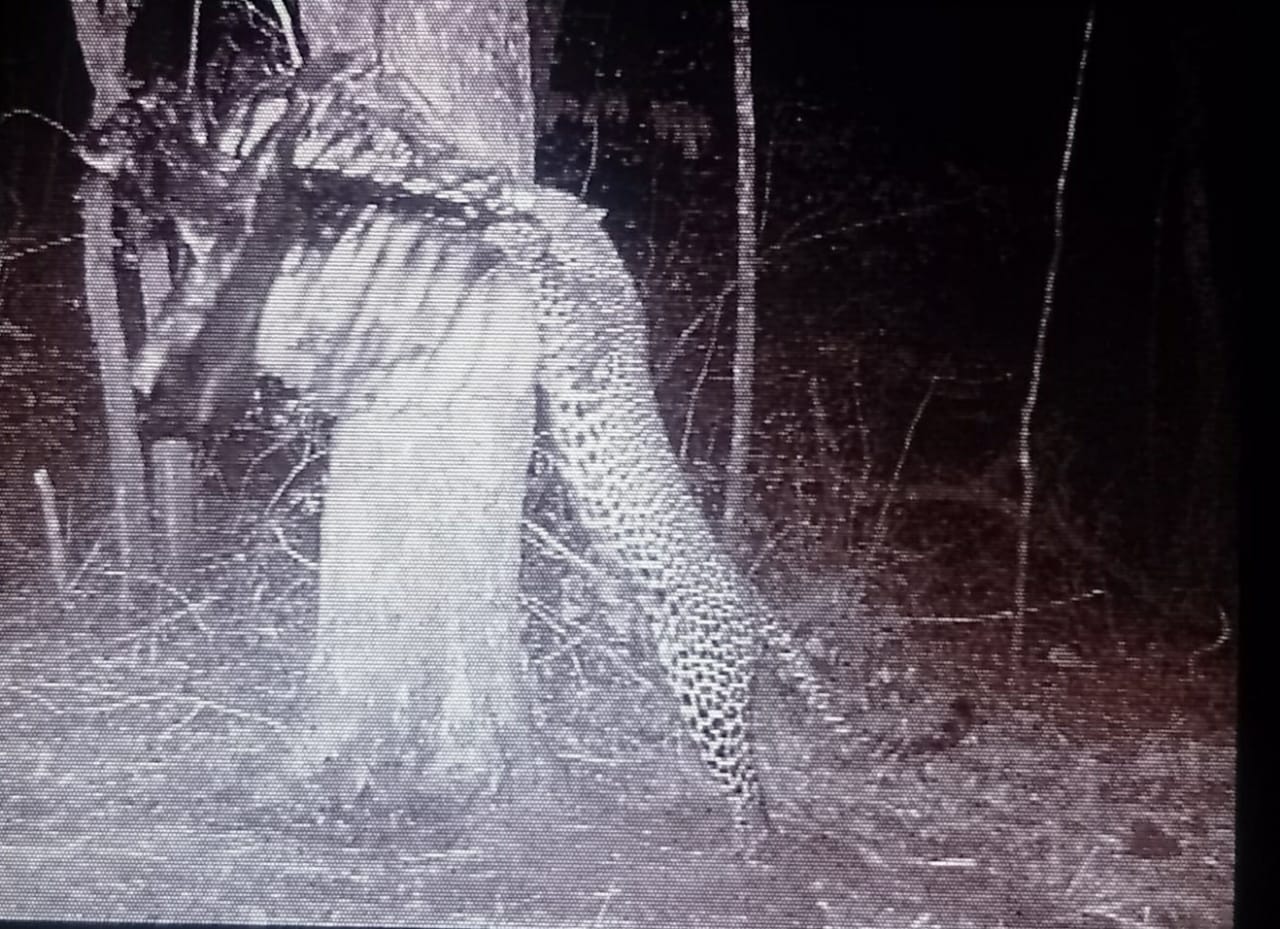 Majestic Lion in the grass